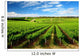 One Tree Hill Vineyard Wall Mural