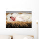 Baby Jesus in Manger Wall Mural