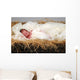 Baby Jesus in Manger Wall Mural