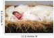 Baby Jesus in Manger Wall Mural