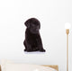 shy labrador retriever puppy dog Wall Decal