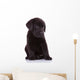 shy labrador retriever puppy dog Wall Decal