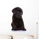 shy labrador retriever puppy dog Wall Decal