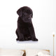 shy labrador retriever puppy dog Wall Decal