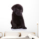 shy labrador retriever puppy dog Wall Decal