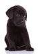 shy labrador retriever puppy dog Wall Decal