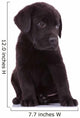 shy labrador retriever puppy dog Wall Decal