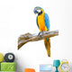 Blue Gold Macaw