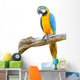 Blue Gold Macaw