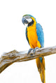 Blue Gold Macaw