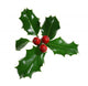 Holly Isolated on White Wall Decal