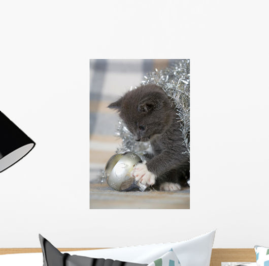 Grey Kitten Playing with