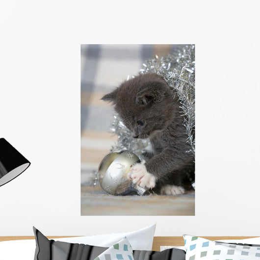 Grey Kitten Playing with