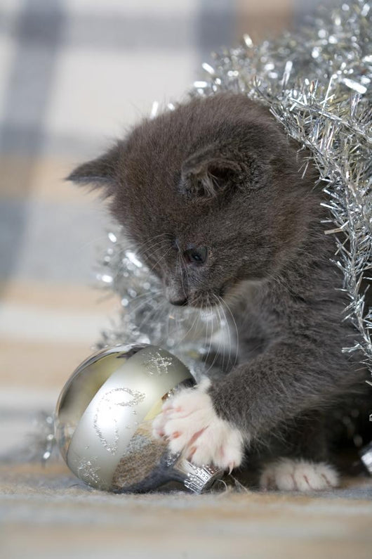 Grey Kitten Playing with