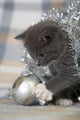 Grey Kitten Playing with