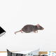 Rat