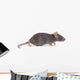 Rat