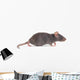 Rat