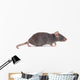 Rat