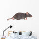 Rat