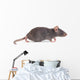 Rat
