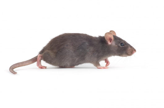 Rat
