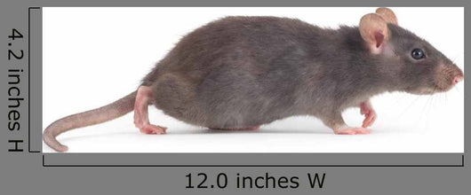 Rat