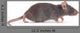 Rat
