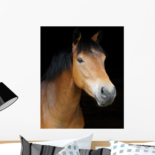 Pony Head Shot Wall Mural