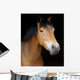 Pony Head Shot Wall Mural