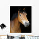 Pony Head Shot Wall Mural