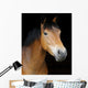 Pony Head Shot Wall Mural