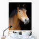 Pony Head Shot Wall Mural