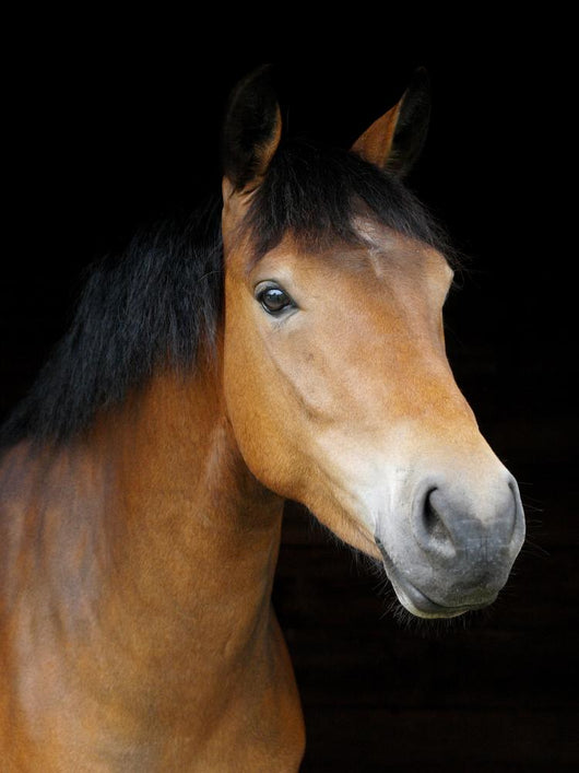Pony Head Shot Wall Mural