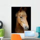 Pony Head Shot