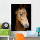 Pony Head Shot