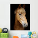 Pony Head Shot