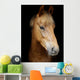 Pony Head Shot