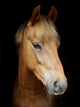 Pony Head Shot