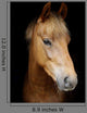 Pony Head Shot