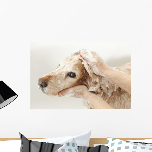 Bathroom to Dog