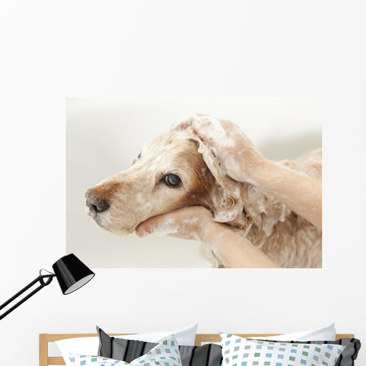 Bathroom to Dog