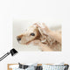 Bathroom to Dog