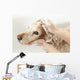 Bathroom to Dog