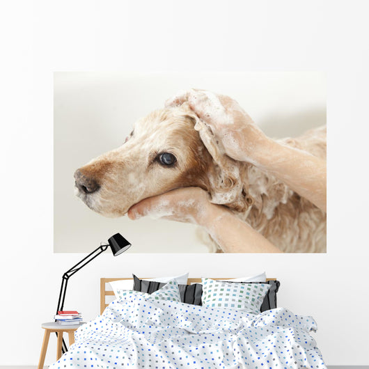 Bathroom to Dog