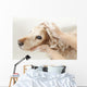Bathroom to Dog