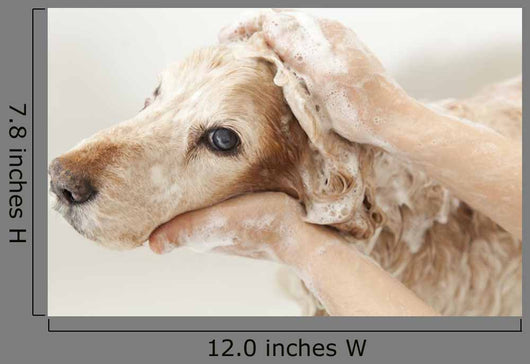 Bathroom to Dog