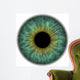 Pupil
