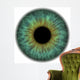 Pupil
