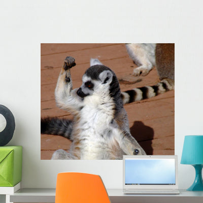 Im Strongring Tailed Lemur Wall Mural shown on a wall